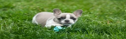 French Bulldog dogs for sale: Ava Belle (Lilac Fawn & White) - Ad 11