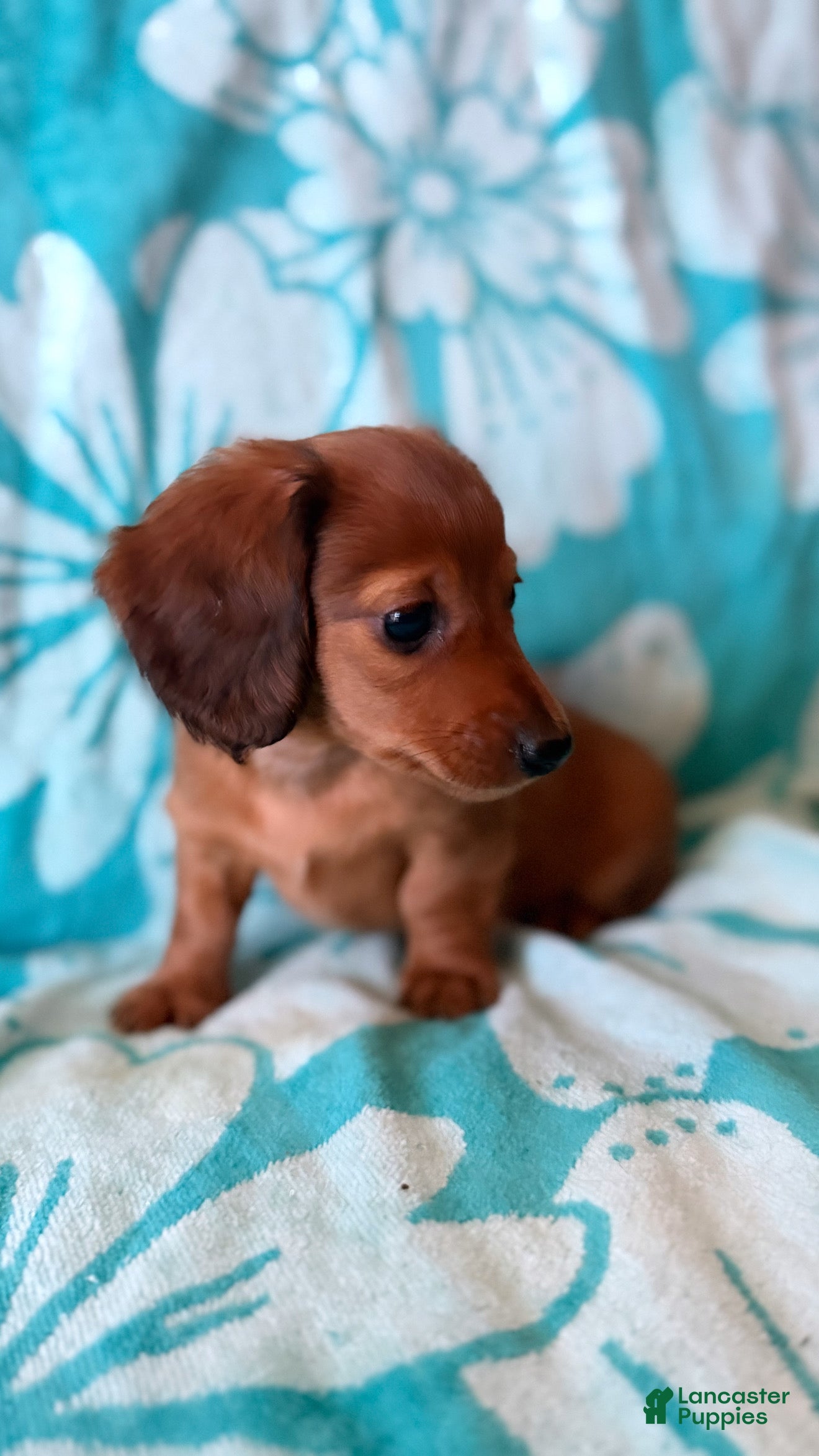 Dachshund dogs Dachshund 2 - Ad 9