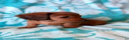 Dachshund dogs for sale: Dachshund 2 - Ad 1