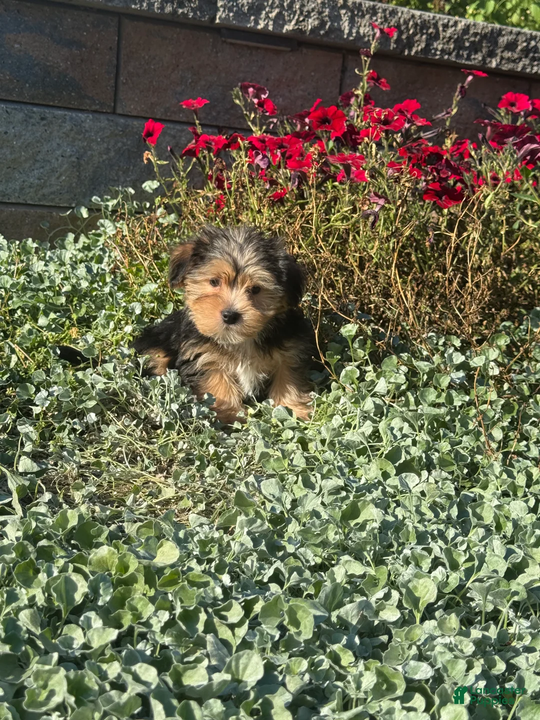Shorkie dogs for sale: Adam - Ad 3