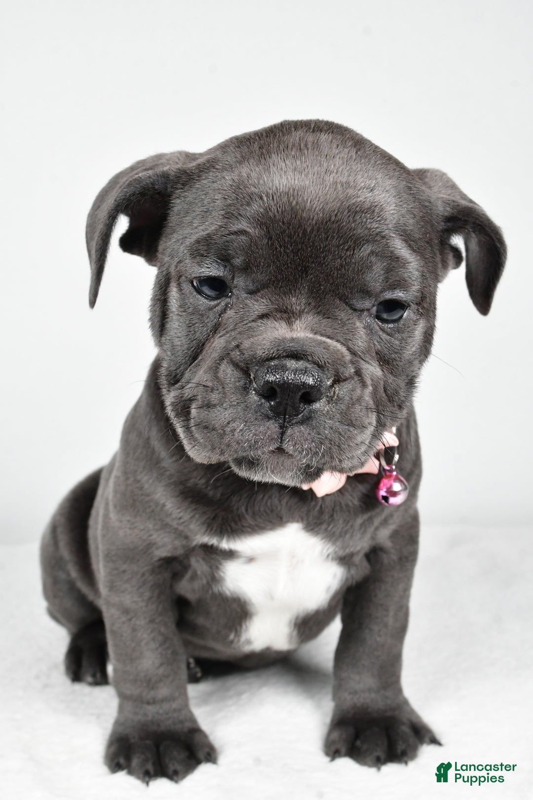 Mixed Breed dogs for sale: Dora - Ad 6