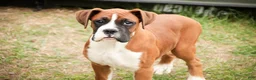 Boxer dogs for sale: Cappuccino - Ad 3