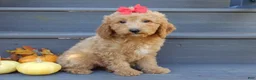 Mini Goldendoodle dogs for sale: Zara - Ad 3