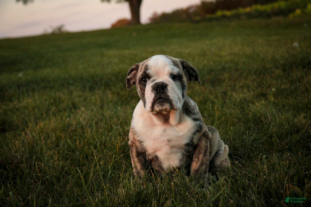 English Bulldog dogs for sale: Queen English Bulldog  - Ad 1
