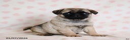 Pug dogs for sale: Bonny - Ad 4