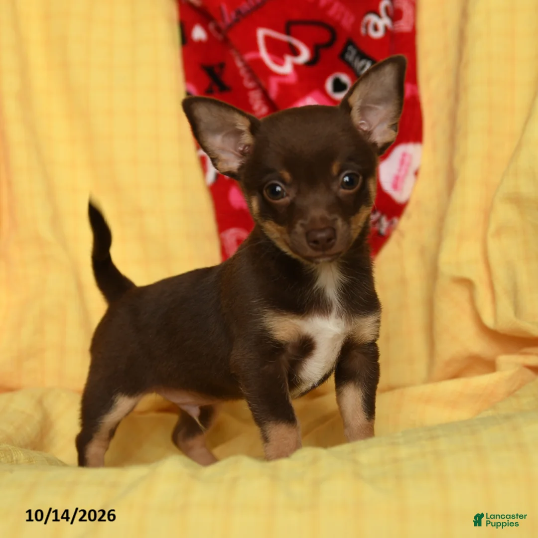 Chihuahua dogs for sale: Max - Ad 3