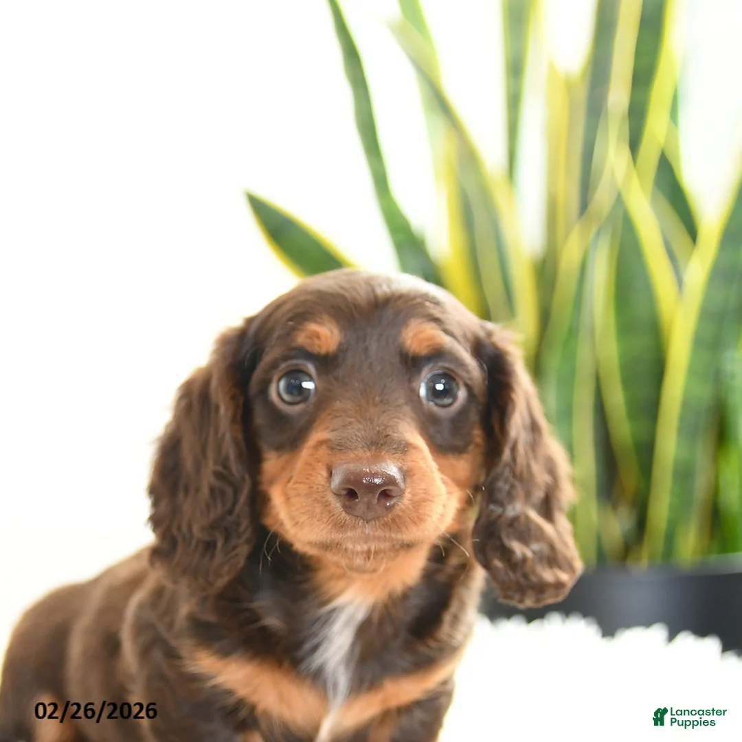 Miniature Dachshund dogs for sale: Ruby - Ad 4
