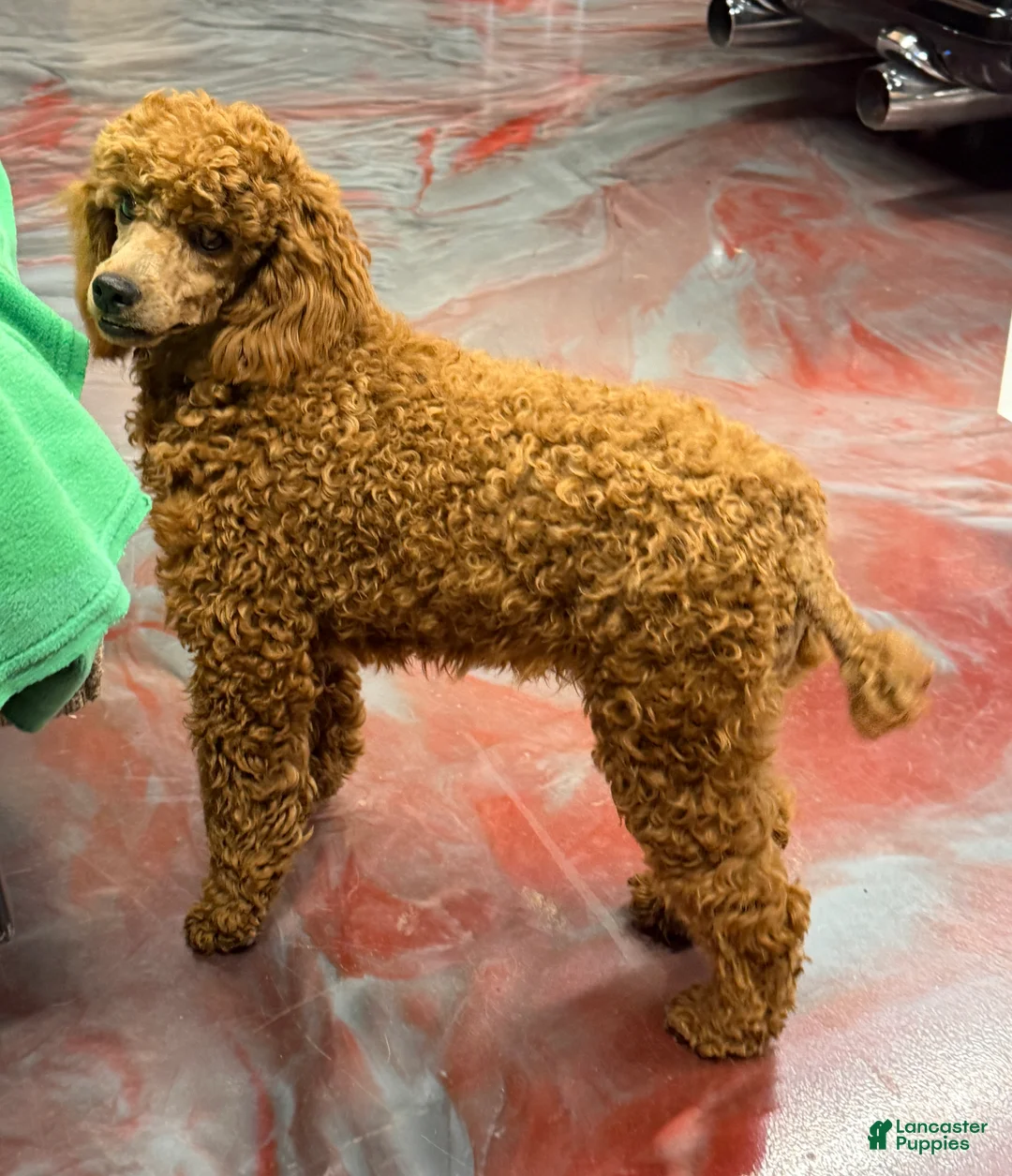 Miniature Poodle dogs for sale: Sunny - Ad 2