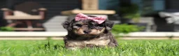 Bichpoo dogs for sale: Callie - Ad 5