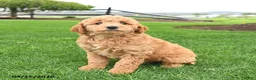 Mini Goldendoodle dogs for sale: Caramel - Ad 2