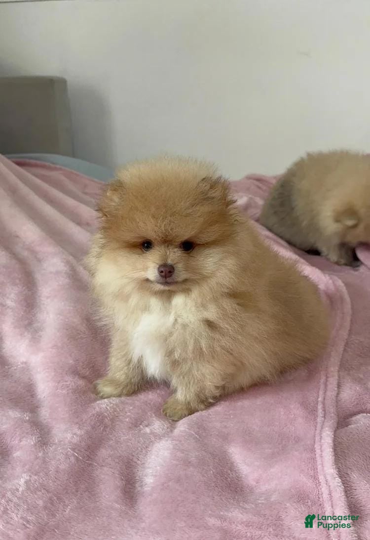 Pomeranian dogs Maya - Ad 7