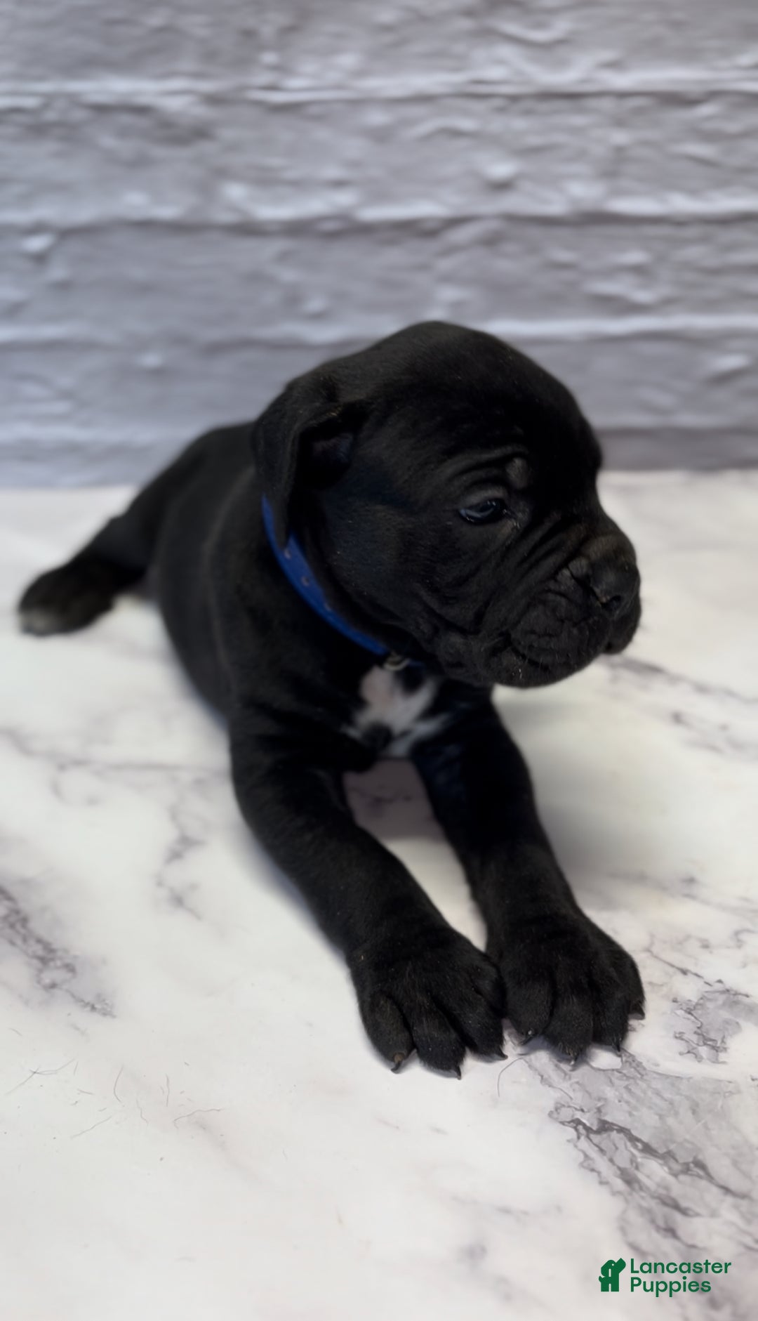 Cane Corso dogs for sale: AKC-Chevy  - Ad 6