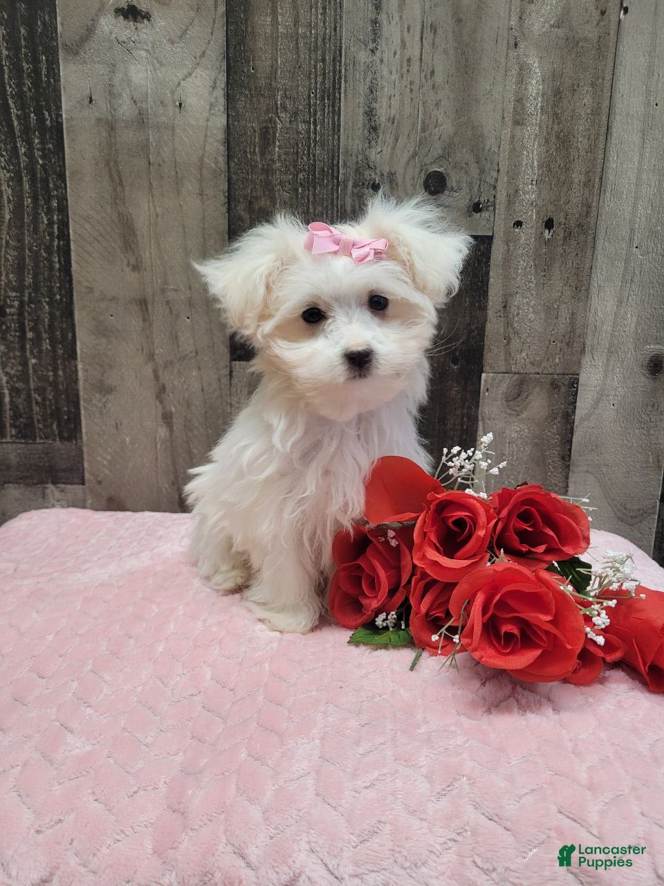 Maltese dogs Pearl - Ad 2