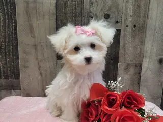 Maltese dogs Pearl - Ad 2