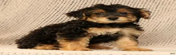 Yorkiepoo dogs for sale: Zelda - Ad 9