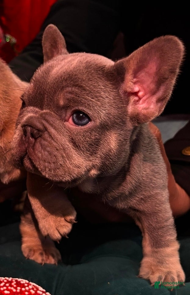 French Bulldog dogs Ace - Ad 20