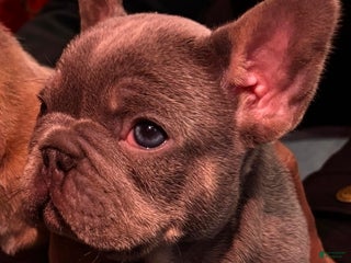 French Bulldog dogs Ace - Ad 12