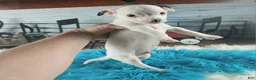 Chihuahua dogs for sale: Male teacup chihuahua. Hand delivery - Ad 8