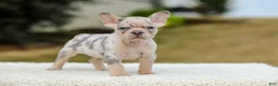 French Bulldog dogs for sale: Master – Lilac & Tan Merle - Ad 7