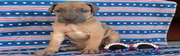 Great Dane dogs for sale: Patience Great Dane  - Ad 1