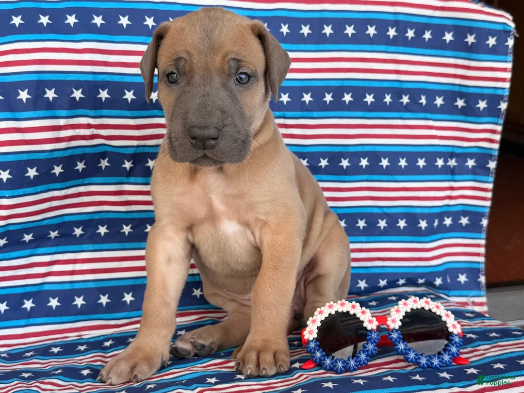 Great Dane dogs for sale: Patience Great Dane  - Ad 1