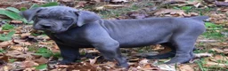 Cane Corso dogs for sale: Cane Corso Puppy 3 pearl  - Ad 4