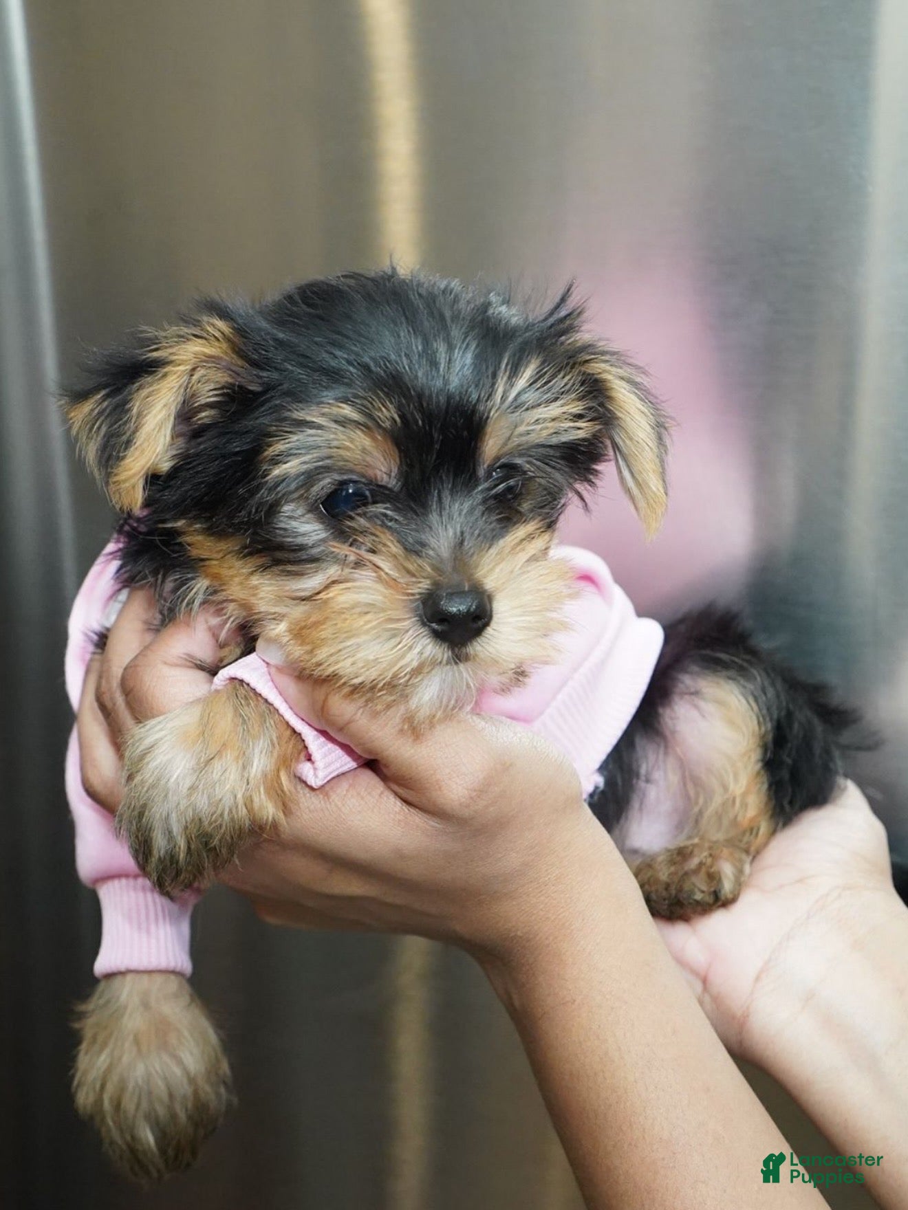 Yorkshire Terrier dogs Snow - Ad 2