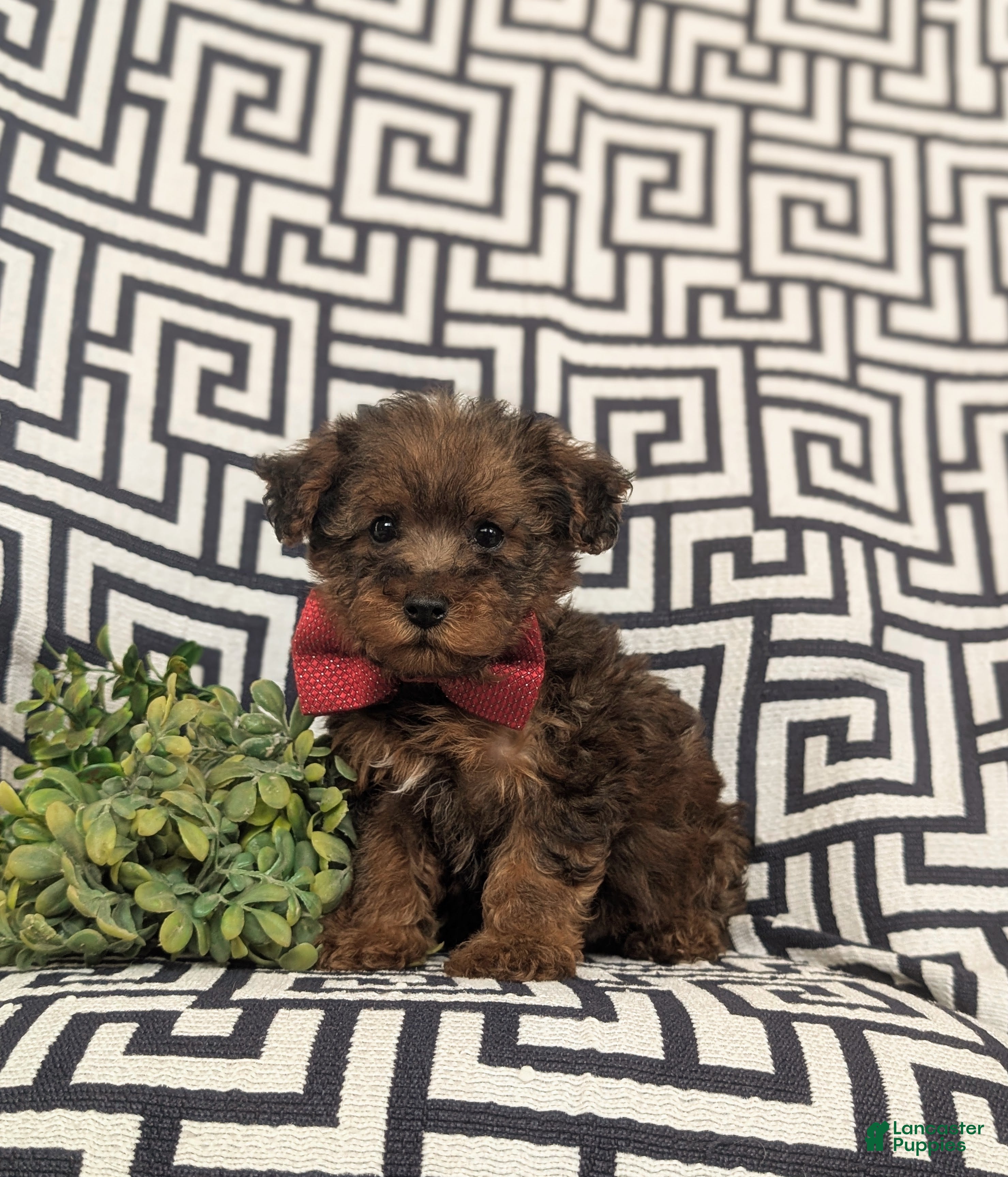 Yorkiepoo dogs for sale: Ajay - Ad 3