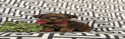Yorkiepoo dogs for sale: Ajay - Ad 1