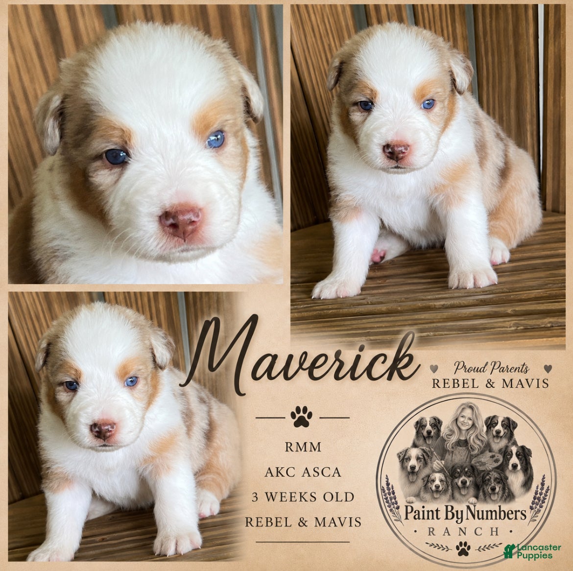 Australian Shepherd dogs Maverick. - Ad 7