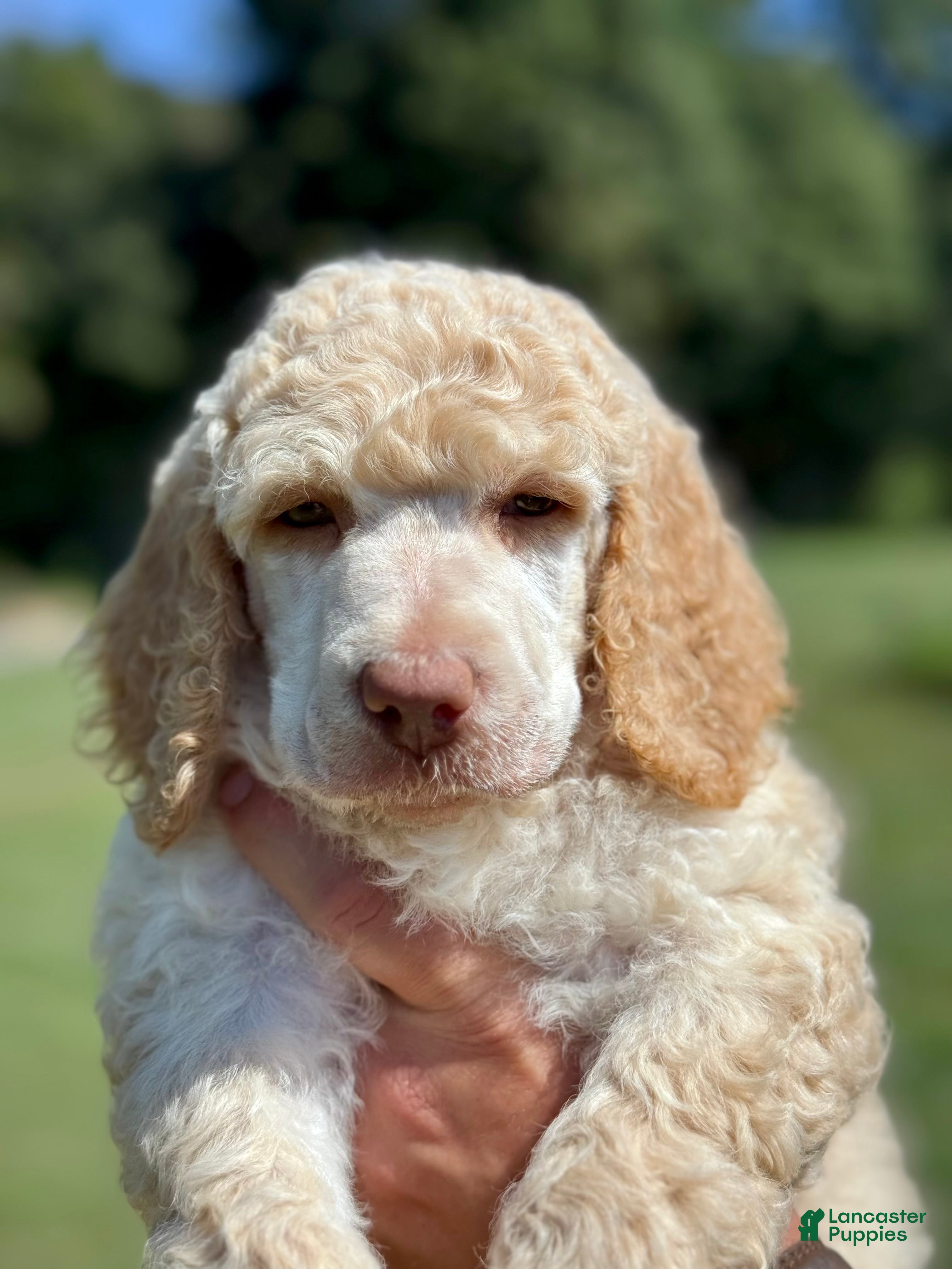 Standard Poodle dogs Black collar - Ad 1