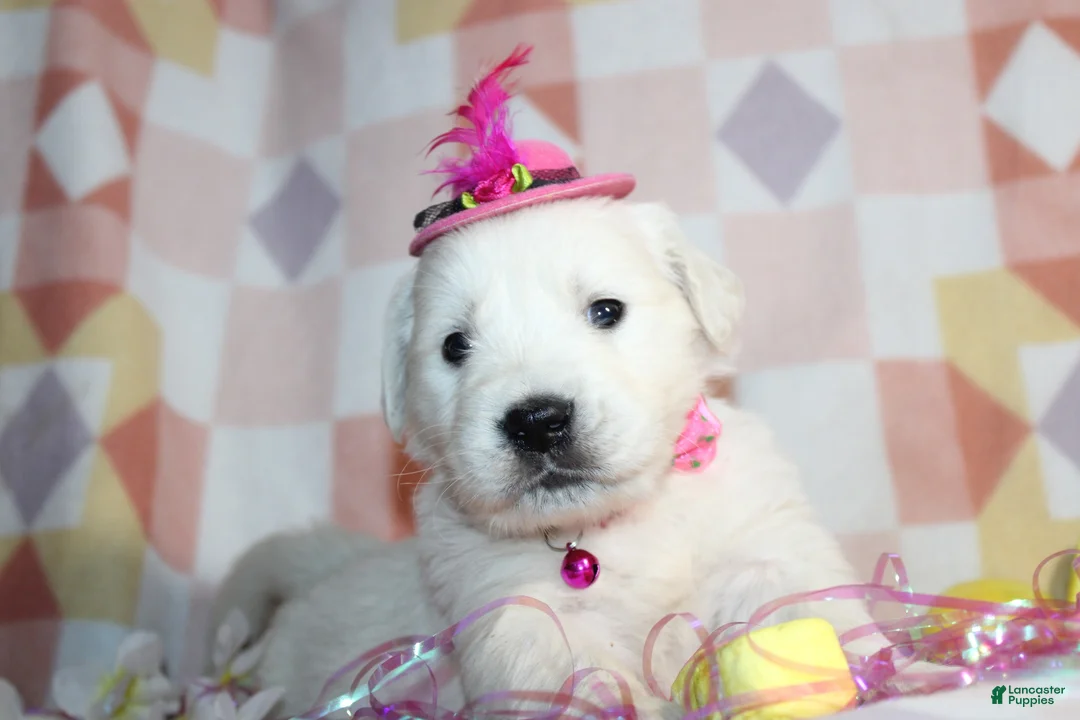 Golden Retriever dogs for sale: Luna - Ad 1