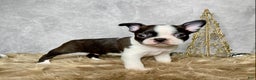 Boston Terrier dogs for sale: Cedar  - Ad 9