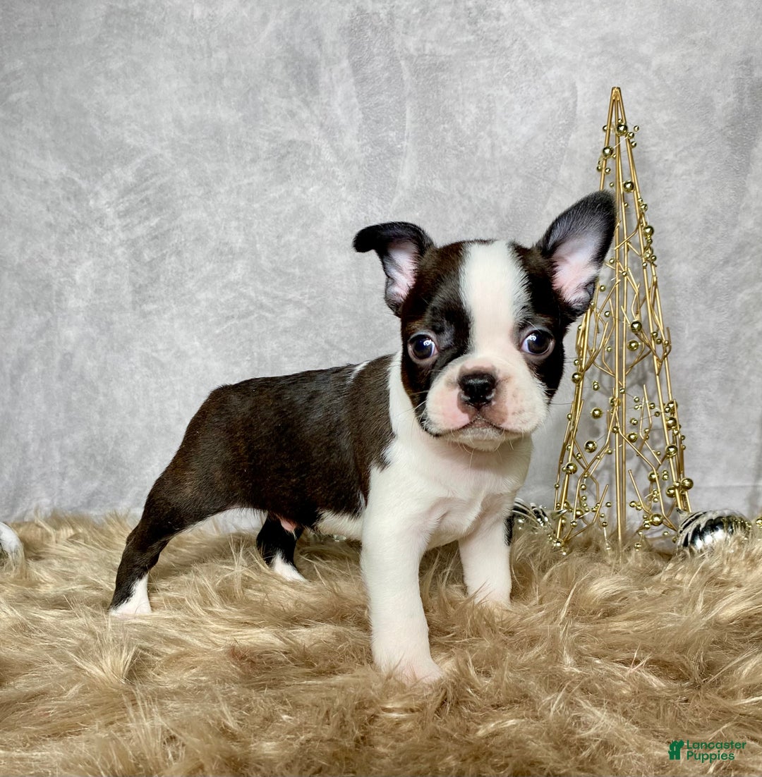 Boston Terrier dogs for sale: Cedar  - Ad 9