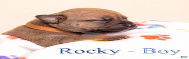 Rocky