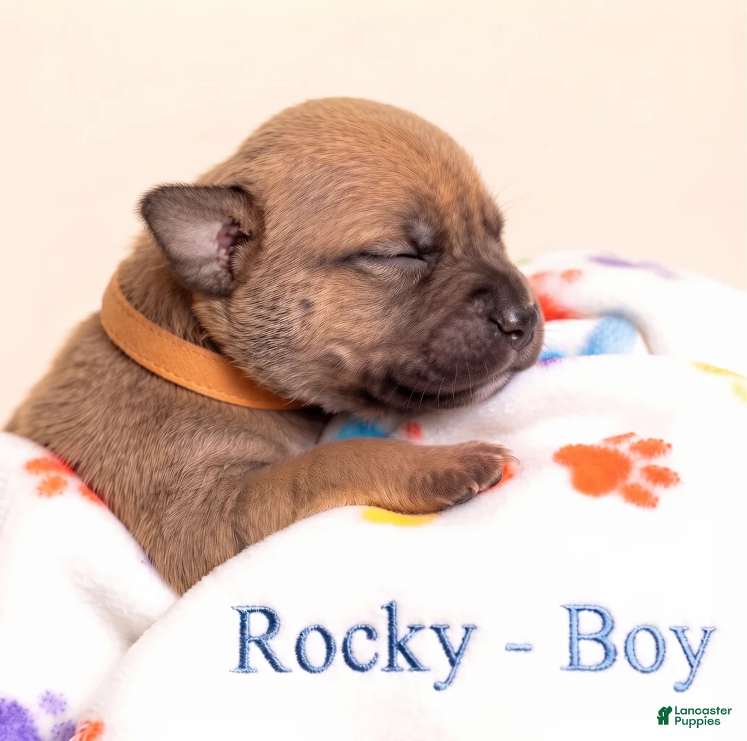 American Bully dogs for sale: Rocky - Ad 1