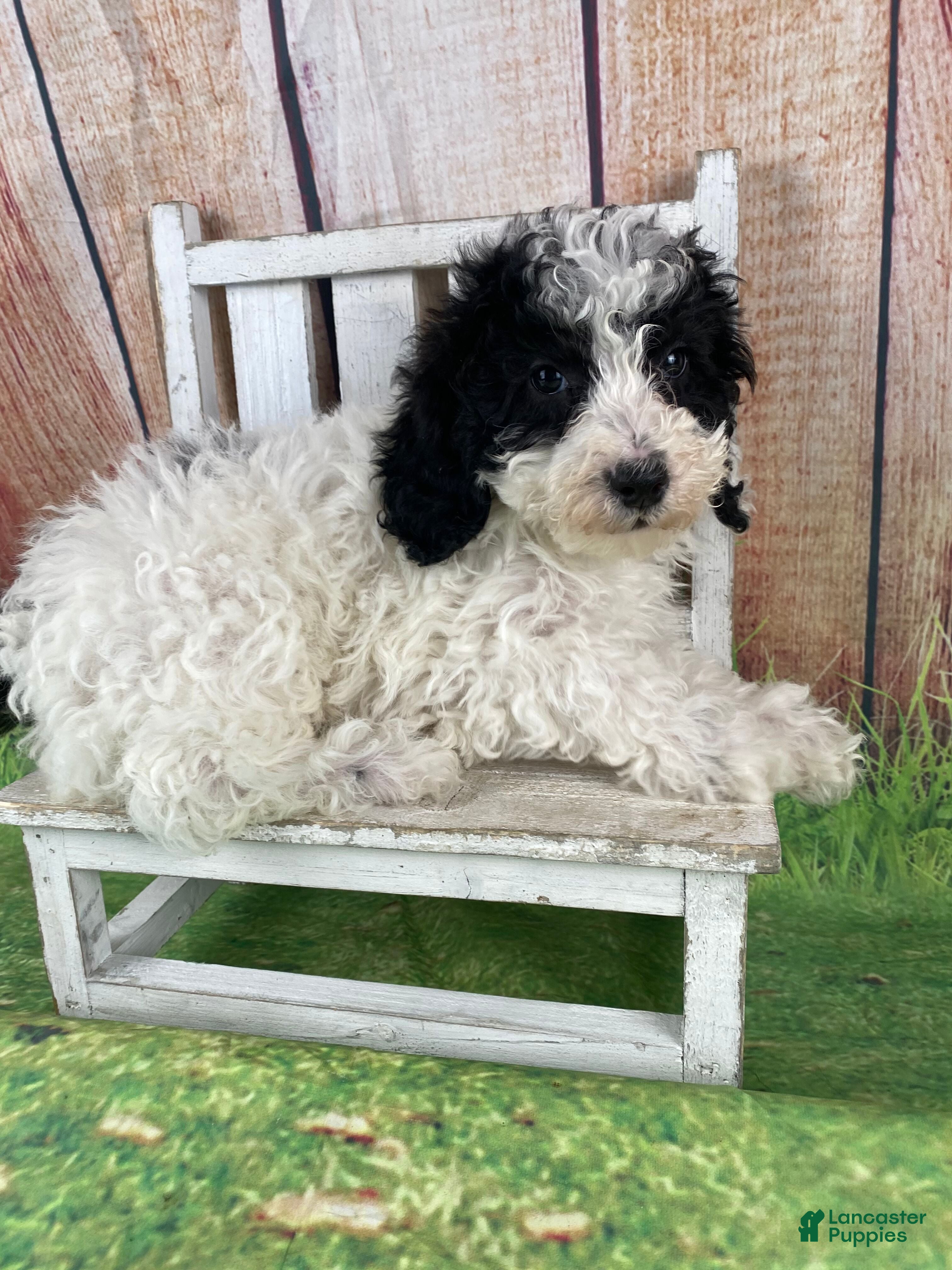 Miniature Poodle dogs Fred - Ad 34
