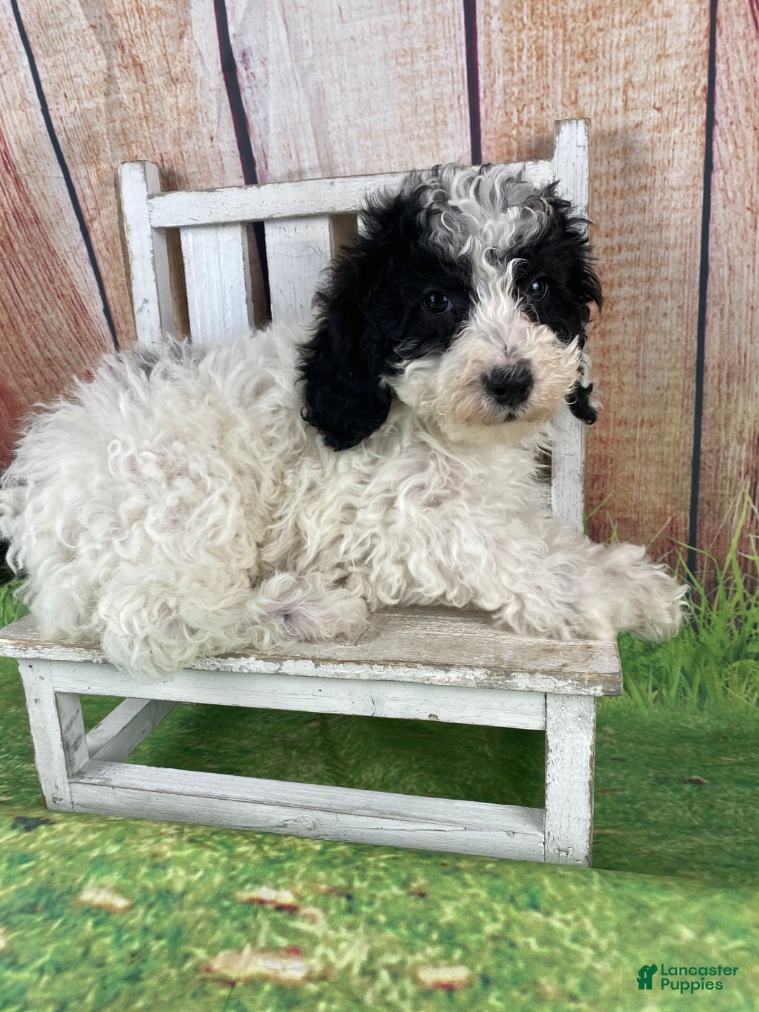 Miniature Poodle dogs for sale: Fred - Ad 1