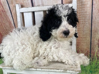 Miniature Poodle dogs Fred - Ad 32