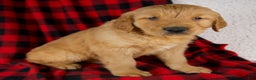 Golden Retriever dogs for sale: Titan - Ad 2