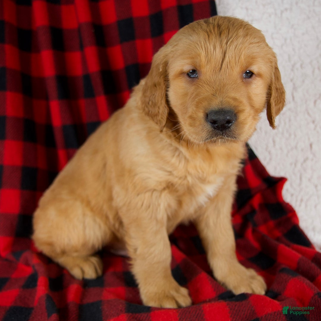 Golden Retriever dogs for sale: Titan - Ad 2