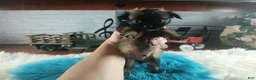 Chihuahua dogs for sale: Micro teacup long hair darker boy. Hand Delivery  - Ad 4