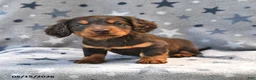 Miniature Dachshund dogs for sale: Twinkle - Ad 3
