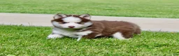 Pomsky dogs for sale: Buddy - Ad 4