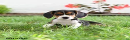 Beagle dogs for sale: Kylee - Ad 1