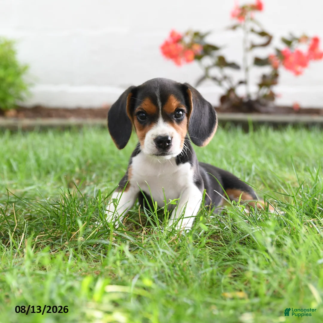 Beagle dogs for sale: Kylee - Ad 1
