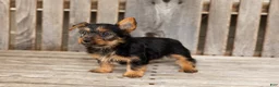 Yorkshire Terrier dogs for sale: Morris - Ad 5