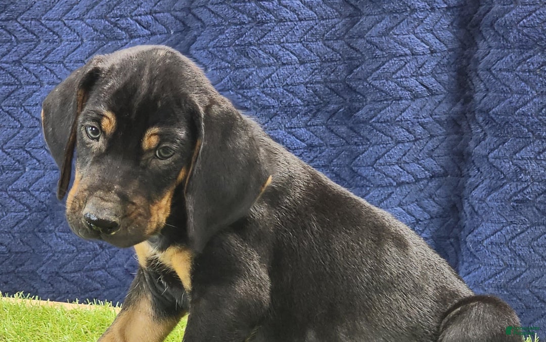 Mixed Breed dogs for sale: 2025 Bloodahoula Male 3 "Moe" - Ad 2