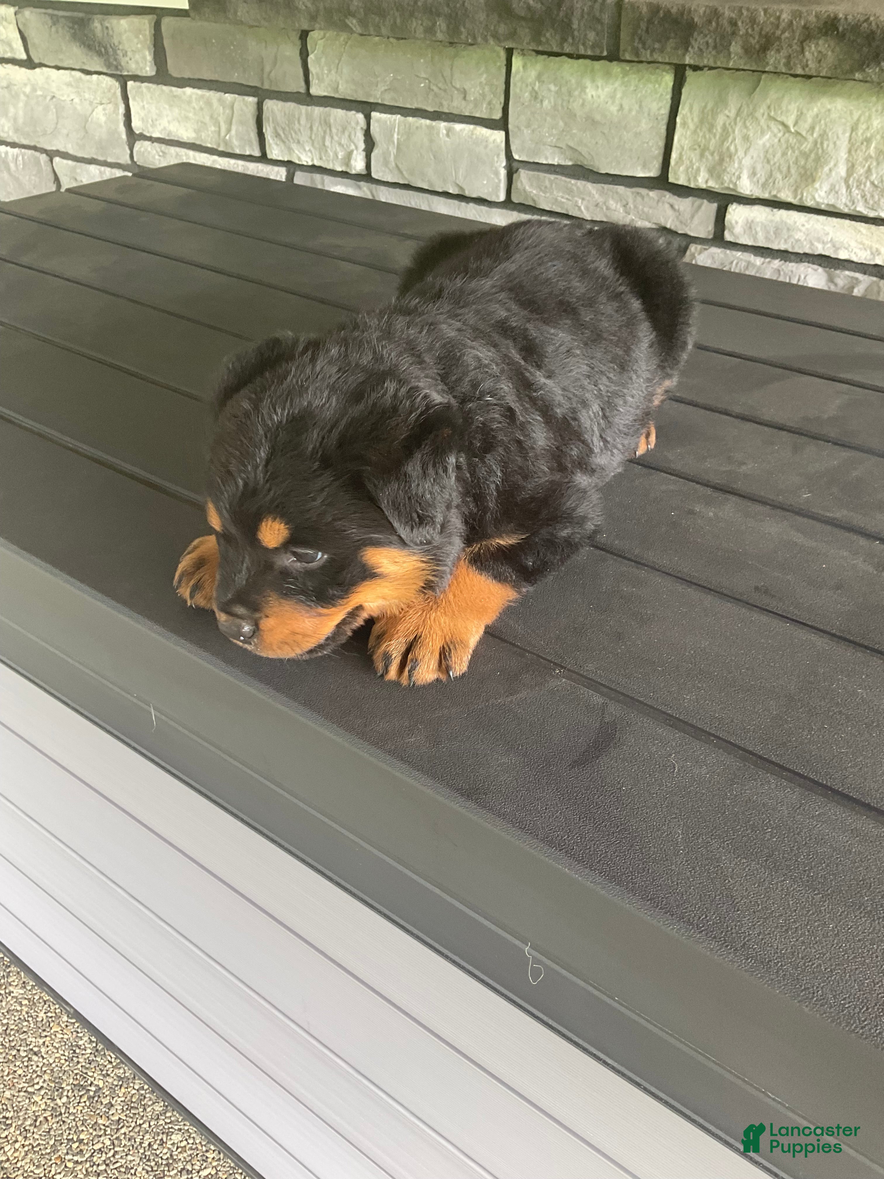 Rottweiler dogs Abby - Ad 1