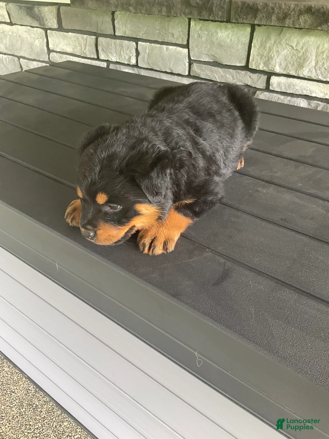 Rottweiler dogs for sale: Abby - Ad 1